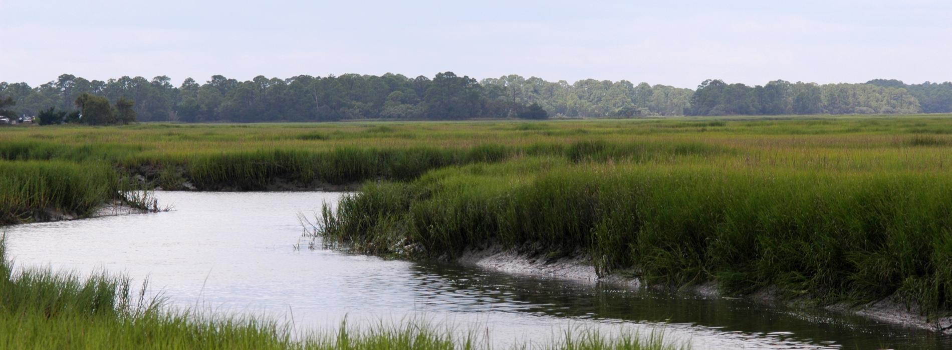 Marsh during high tide